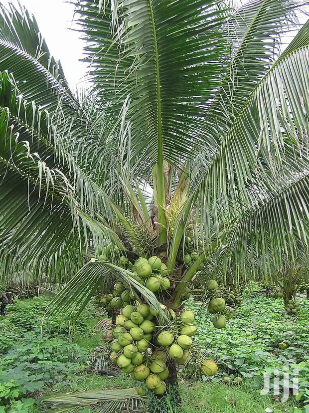 Malaysian Dwarf Coconut and Hybrid Seedlings for Sale · Photo 1