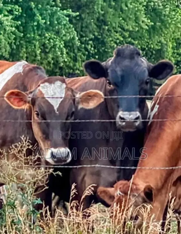 Farm Animals · Photo 1