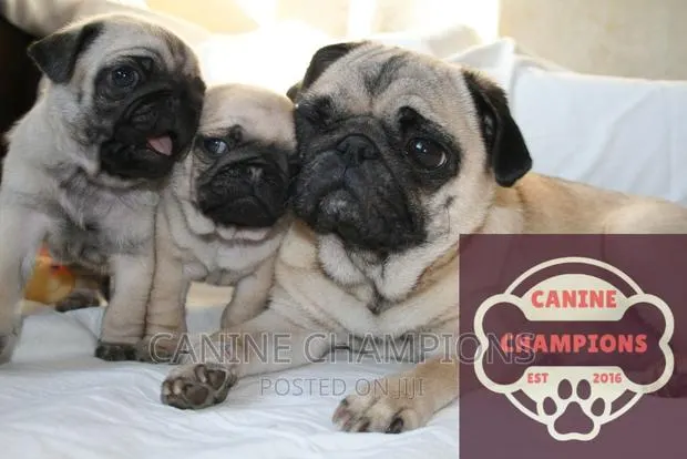 1-3 months Female Purebred Pug · Photo 1
