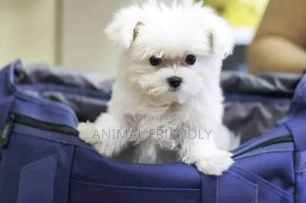1-3 months Male Purebred Poodle · Photo 1