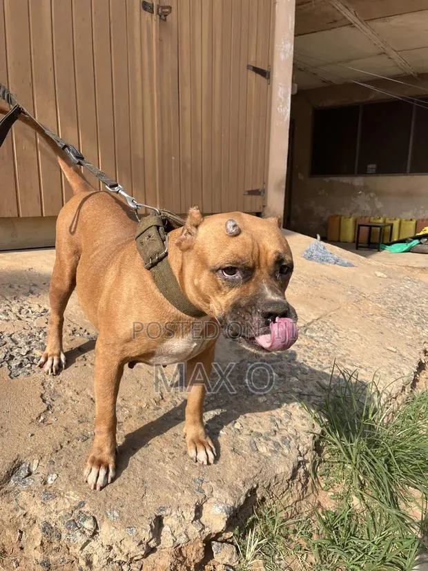 1+ year Female Purebred American Bully · Photo 1