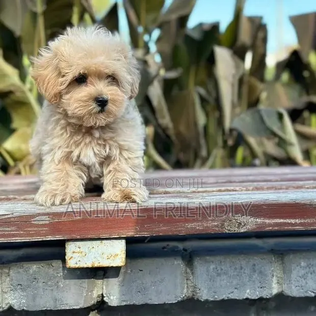 1-3 months Female Purebred Poodle · Photo 1