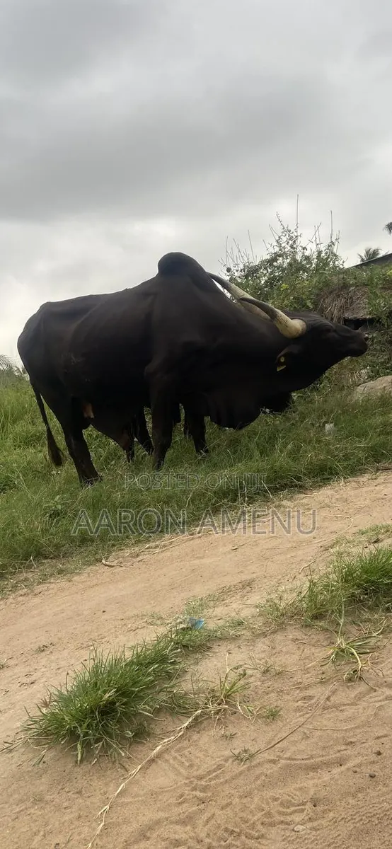 I Have Cows, Goat,sheep and Other Livestock Call Let Make a Good Deal · Photo 1