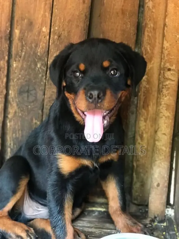 3-6 months Female Purebred Rottweiler · Photo 1