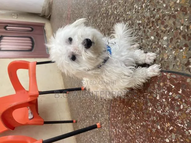 1+ year Male Purebred Maltese · Photo 1