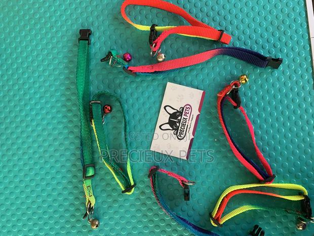Rainbow Color Belts · Photo 4