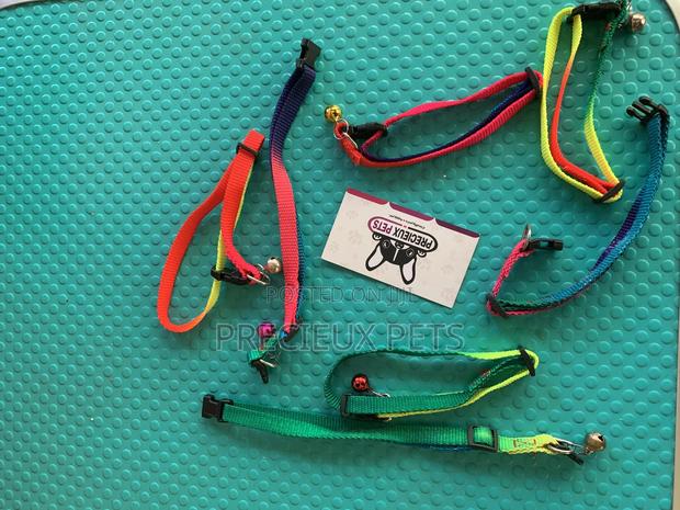 Rainbow Color Belts · Photo 2