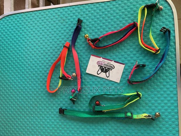 Rainbow Color Belts · Photo 1