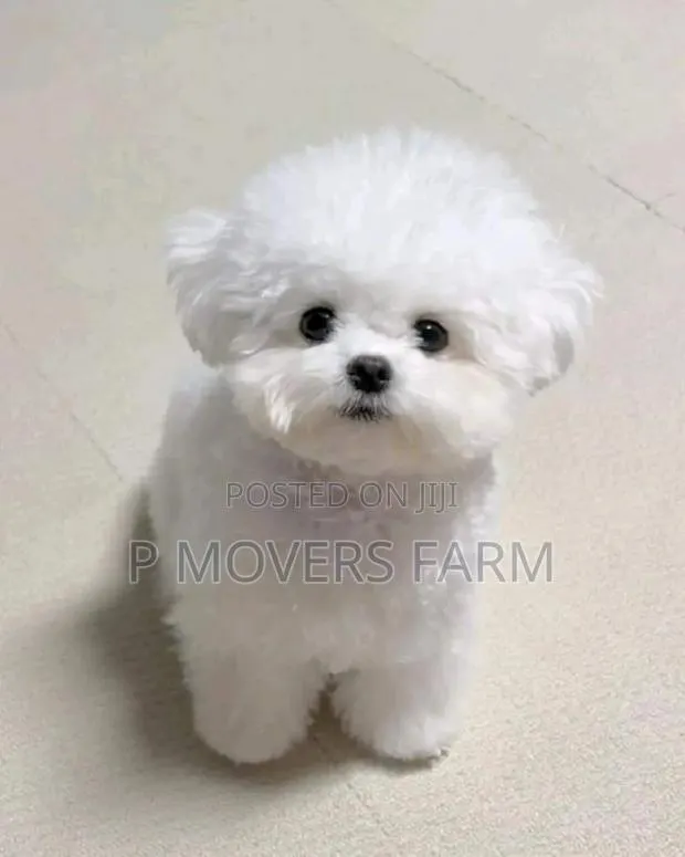 1-3 months Female Purebred Maltese · Photo 1