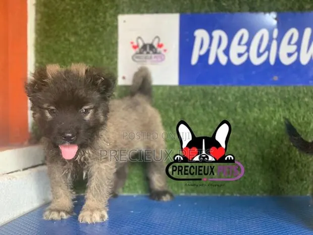 1-3 months Male Purebred Caucasian Shepherd · Photo 1