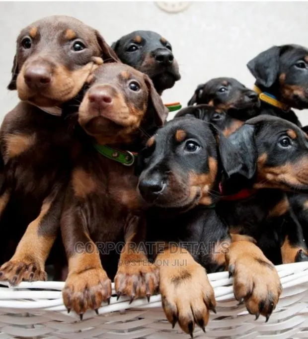 1-3 months Male Purebred Doberman Pinscher · Photo 1