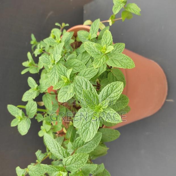 Potted Mint Plant · Photo 1