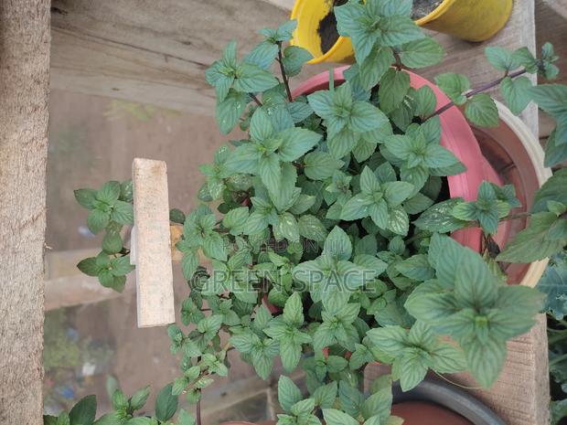 Potted Mint Plant · Photo 2