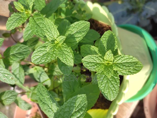 Potted Mint Plant · Photo 3