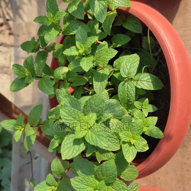 Potted Mint Plant · Photo 4