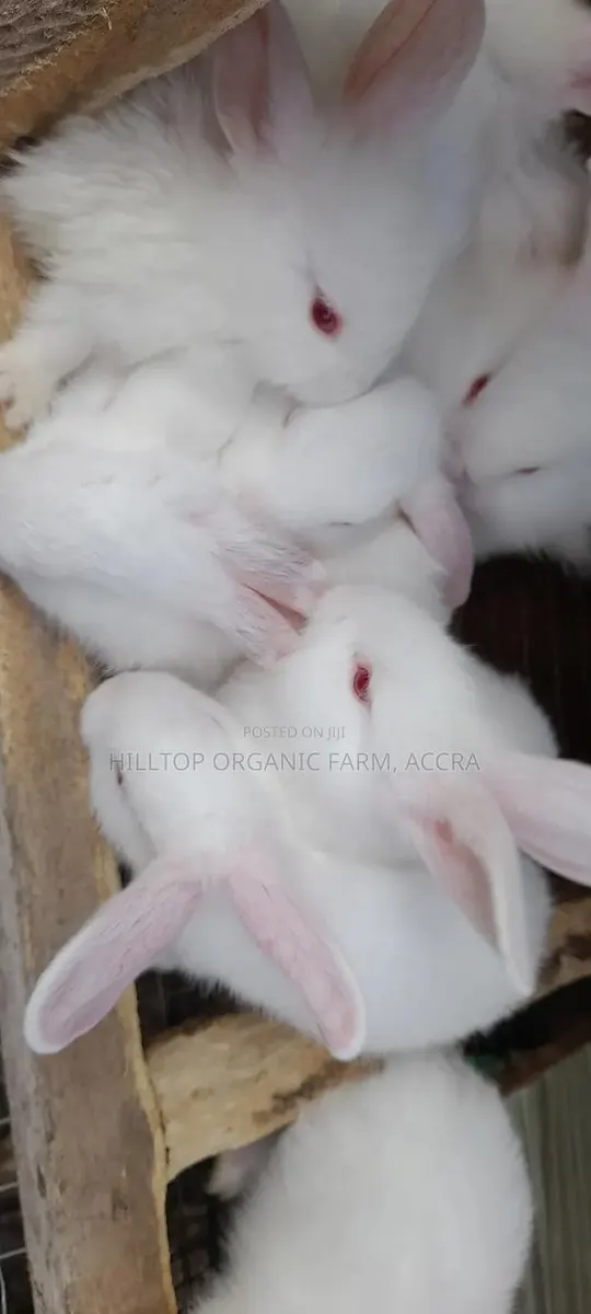 Healthy Rabbits for Sale (Foreign Breeds) · Photo 1