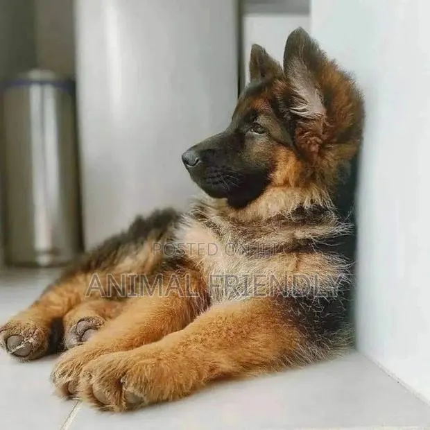 3-6 months Male Purebred German Shepherd · Photo 1