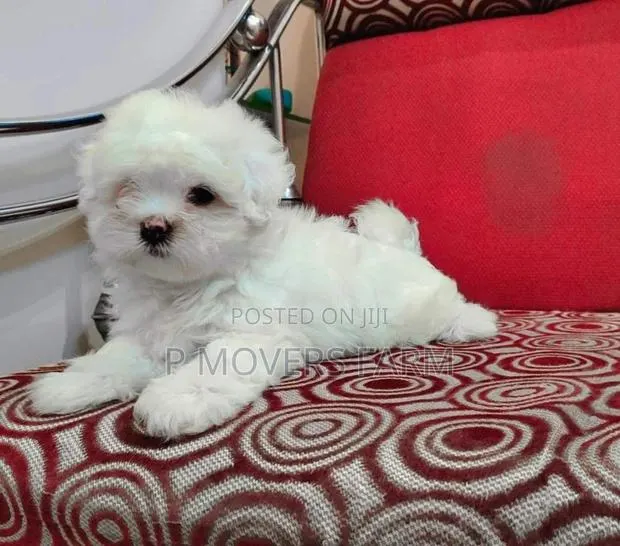 1-3 months Female Purebred Poodle · Photo 1