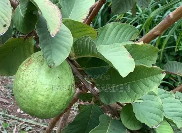 Jumbo Guava Hybrid · Photo 3