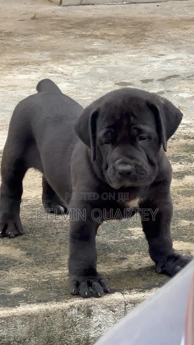 1-3 months Female Purebred Boerboel · Photo 1