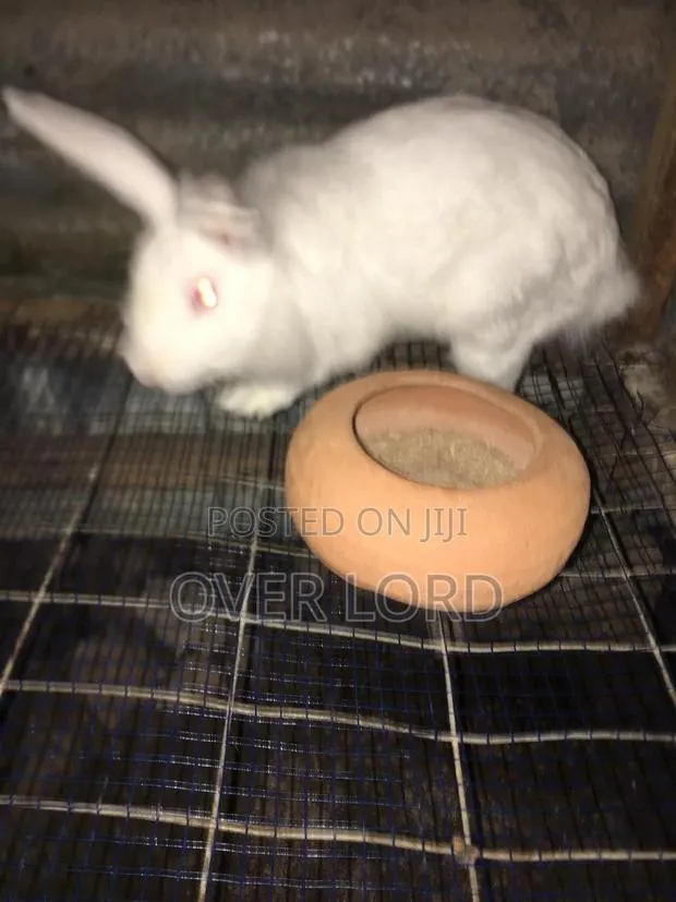 Organic Rabbits · Photo 1