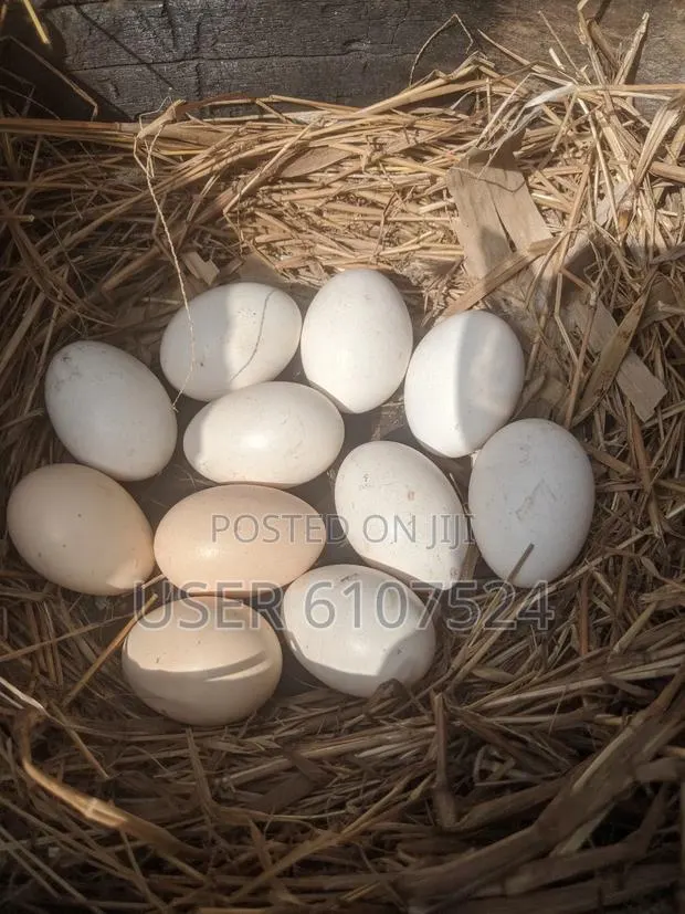Local Chicken Eggs for Sale · Photo 1