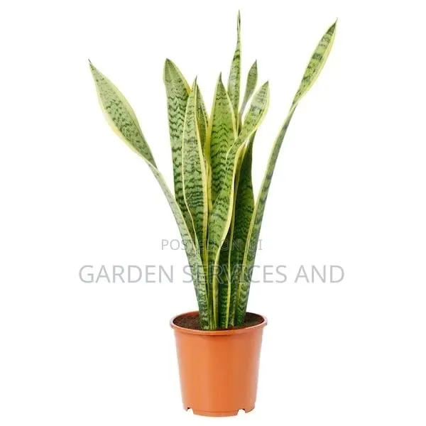 Sansevieria for Sale · Photo 1