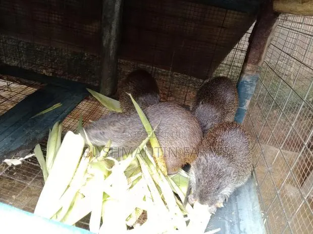 Breeding Stocks Available · Photo 1