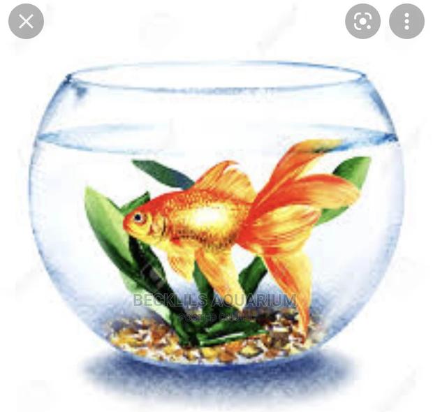 Mini Fish Bowl With Fish · Photo 3