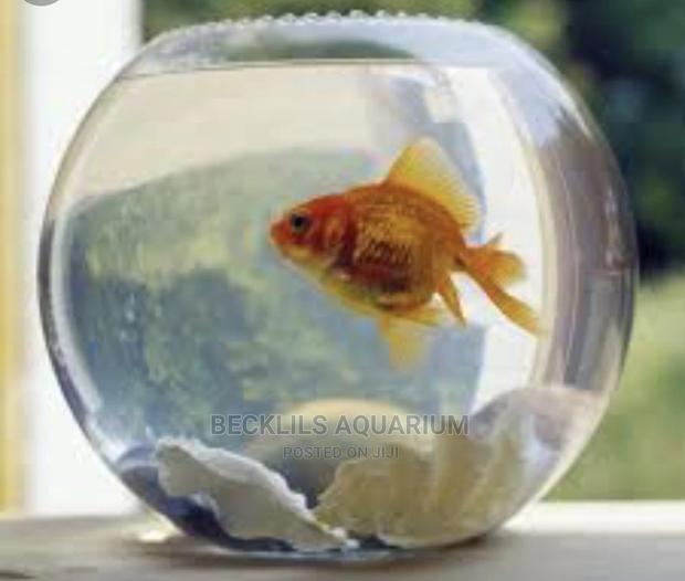 Mini Fish Bowl With Fish · Photo 1