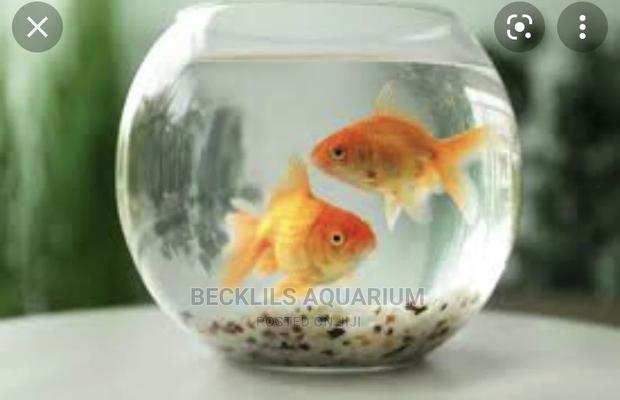 Mini Fish Bowl With Fish · Photo 2