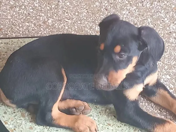 1-3 months Male Purebred Doberman Pinscher · Photo 1