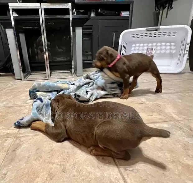 1-3 months Male Purebred Doberman Pinscher · Photo 1