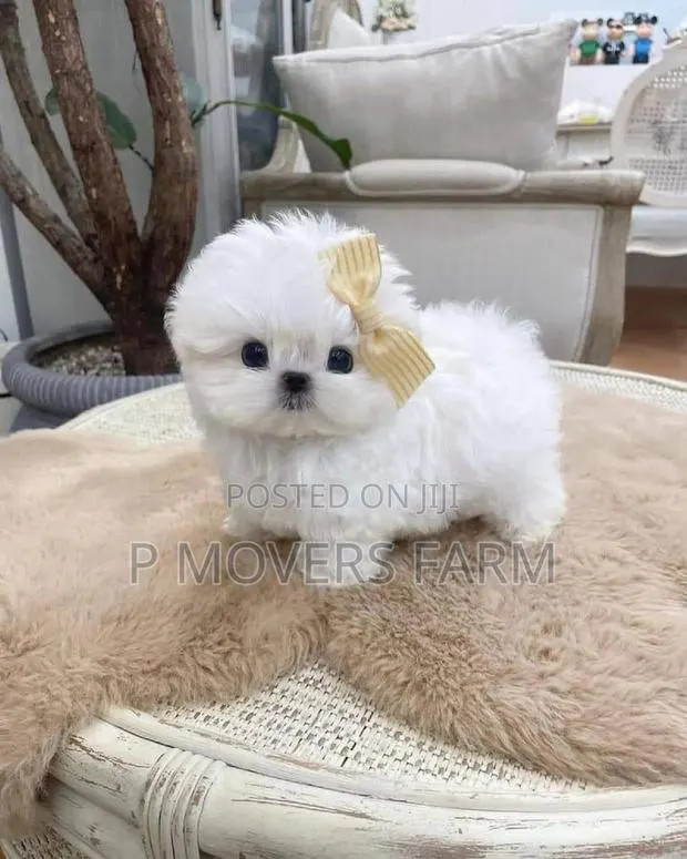 1-3 months Male Purebred Maltese · Photo 1