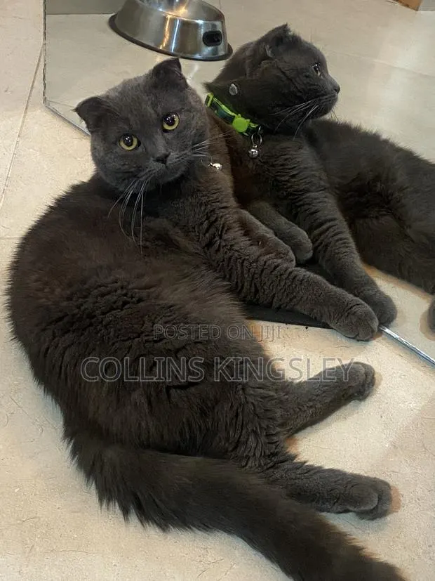 1+ year Male Purebred British Shorthair · Photo 1