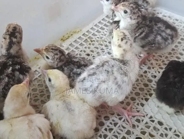 Day Old Hybrid Turkeys for Sale Ghc60.00 · Photo 1