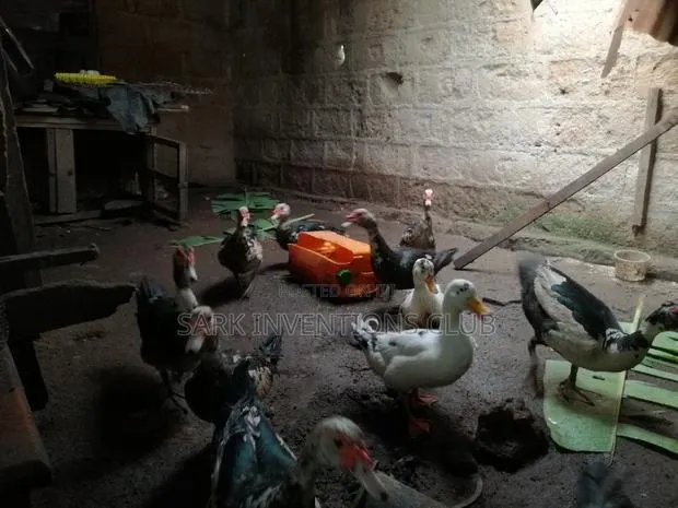 Muscovy Piken Duck · Photo 1