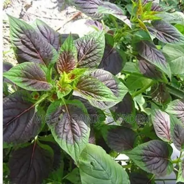 Fresh Spinach Seedlings – Fast-Growing Healthy Leafy Greens · Photo 1