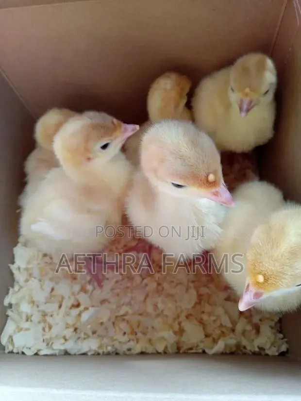 Day Old Turkey Poults (BBB/BBW) · Photo 1