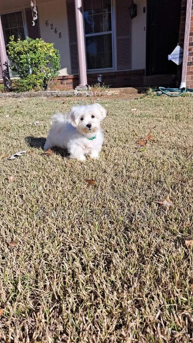 1-3 months Male Purebred Poodle · Photo 1