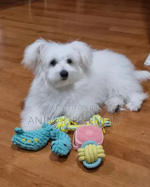 1-3 months Female Mixed Breed Maltese · Photo 1
