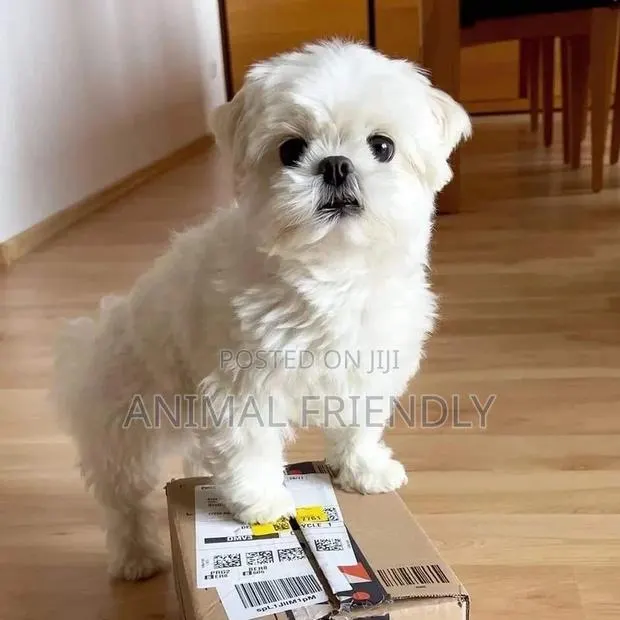 1-3 months Male Purebred Bichon Frise · Photo 1