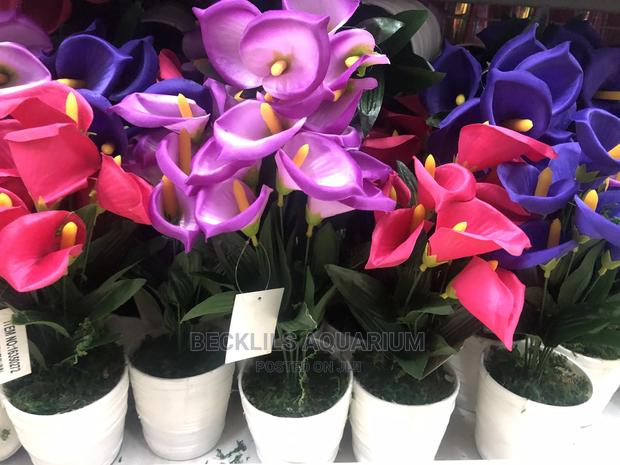 Flowers and Flower · Photo 1