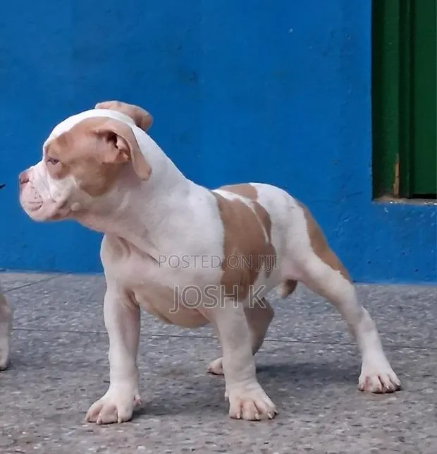 1-3 months Female Purebred American Bully · Photo 1