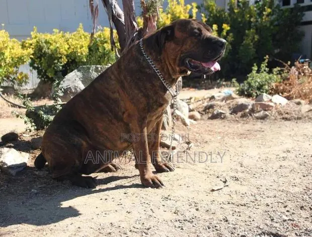 1-3 months Female Purebred Boerboel · Photo 1