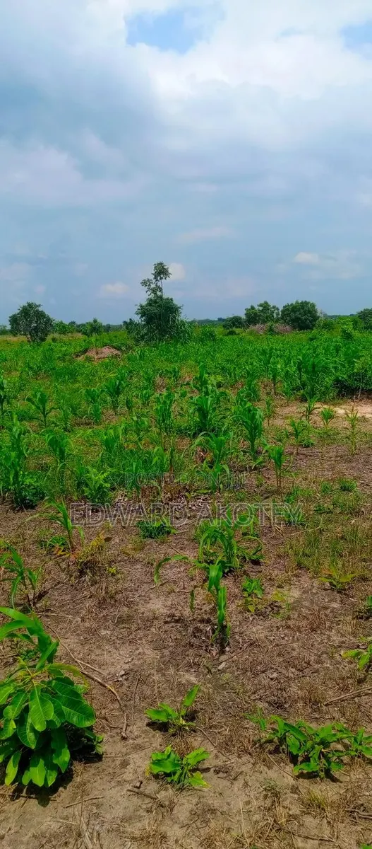 Farmland Fo Lease or Rent at Akuietey · Photo 1