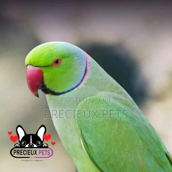 Ringneck Parrot · Photo 2