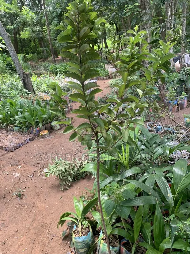 Exotic Guava for Sale · Photo 1