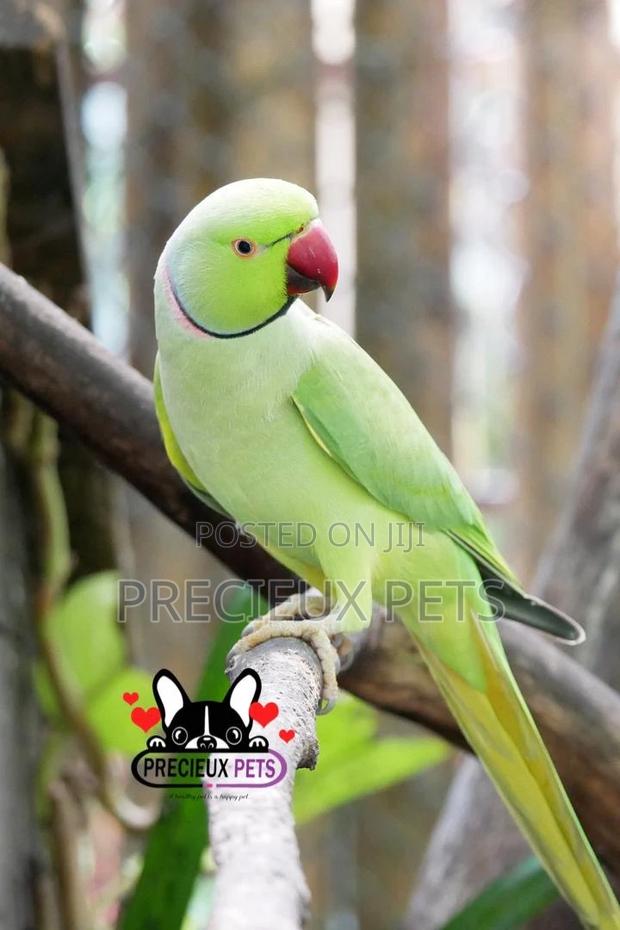 Rose Ringneck Parrot · Photo 2