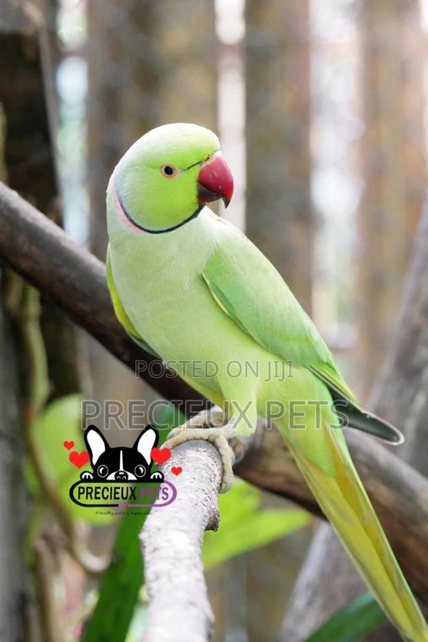Rose Ringneck Parrot
